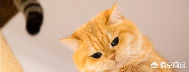 减肥猫技能表:猫咪会不会意识到自己很胖需要减肥呢？