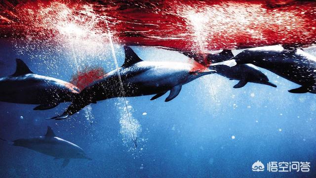 1428头海豚遭到人类屠杀，《海豚湾》这部影片引起的反思和日本人坚持捕鲸文化的原因是什么