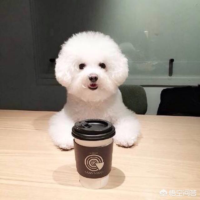 爱狗网比熊论坛:我养了一只比熊犬，太挑食了怎么办？