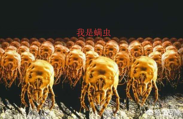 螨虫是什么:螨虫是什么引起的 螨虫是什么？它对头皮有什么危害？