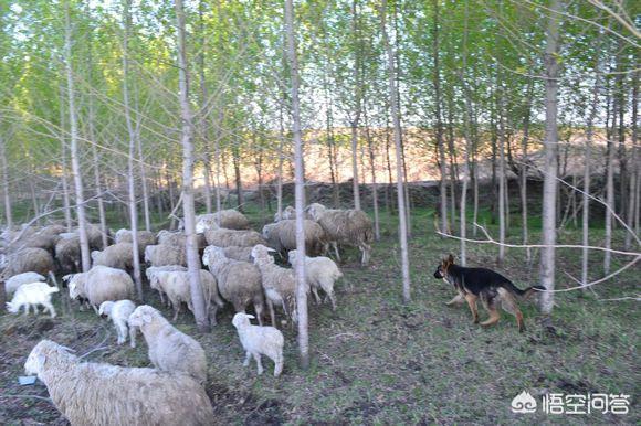 河南母狗寻主:为什么狗狗会喜欢舔主人的脸（特别是嘴巴）？