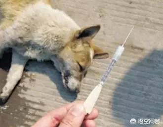 河南母狗寻主:为什么狗狗会喜欢舔主人的脸（特别是嘴巴）？