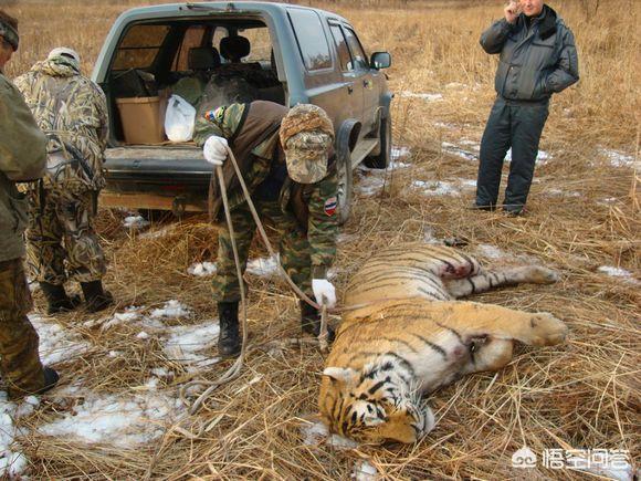 茂密森林灵异事件后续:自然界里老死的野生狮子和老虎尸体去哪了？