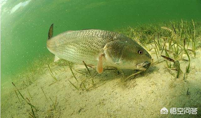 观赏水族疾病防治学:金鱼易得哪些疾病，该如何防治？