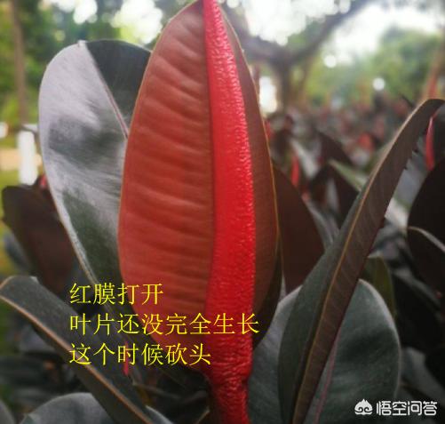 橡皮树图片:怎样让橡皮树常年碧绿？叶片紧凑一点？