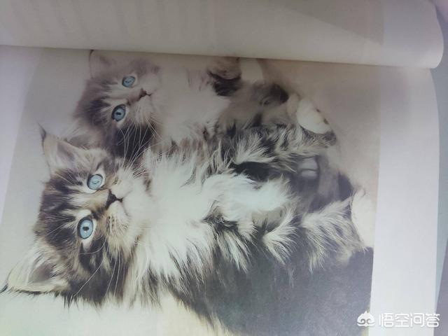头条问答 有没有以猫或者猫妖为主角的小说推荐呢 糊涂青年的回答 0赞