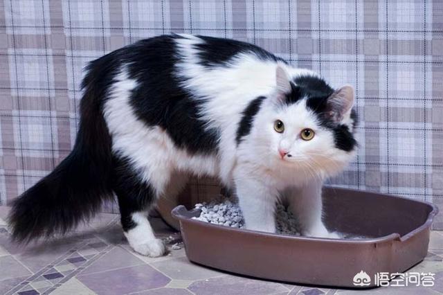 自动猫砂盆:月工资要多少才能养的起一只猫？