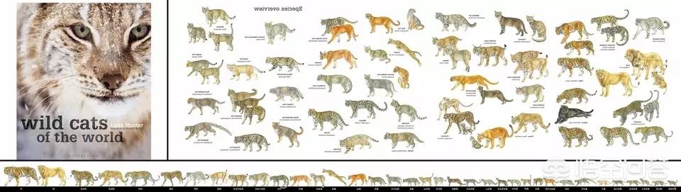 豹猫咪品种大全及图片:我国野生的豹猫还多吗？为什么？
