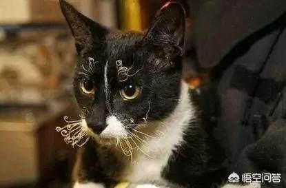 柯尼斯卷毛猫暹罗猫:柯尼斯卷毛猫掉毛吗，猫咪掉毛正常吗？ 柯尼斯卷毛猫和德文卷毛的繁育