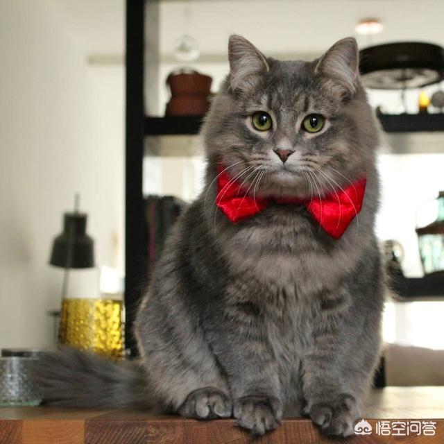 猫咪不乖的作品请:猫咪不乖的所有小说 刚收养的流浪猫越来越不乖了，该怎么办？