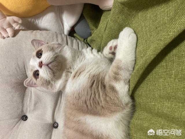 冬天养猫注意事项:冬天到了，小猫咪老是要爬到床上睡觉，怎么办？