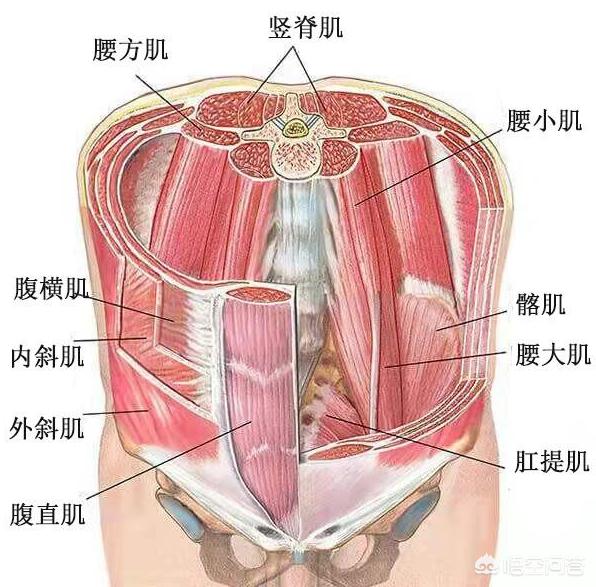 瑜伽核心力量是什么？