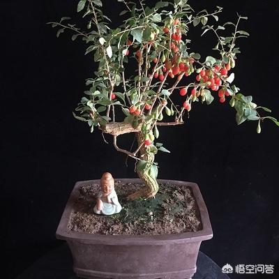 怎样种植枸杞树视频:碗口粗的枸杞栽盆能活吗？怎么做？