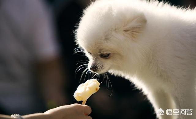 博美犬不能吃什么博美犬饮食禁忌:博美吃哪些食物，会缩短寿命？