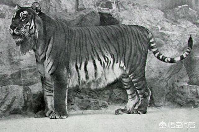 尚福林，史前北亚巨虎的体形很巨大吗它与现今的东北虎又有什么关联呢