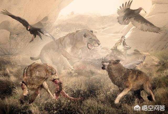 马士提夫獒犬:动物史上有没有出现过顶尖犬科搞得过猫科的？