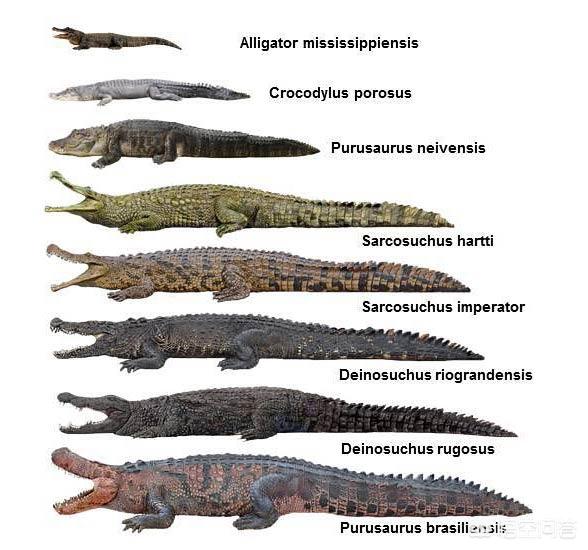 美国发现了一只活恐龙，鳄鱼是恐龙时期物种，它凭什么本事活到了今天