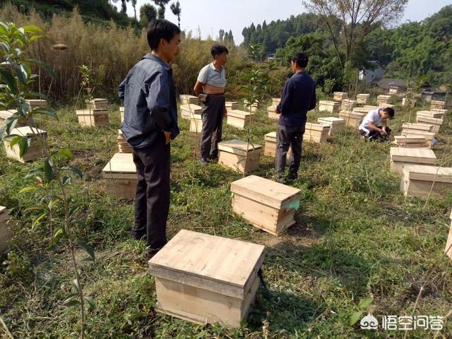 关于蜜蜂的知识有哪些:农村生活太闲，想养几群蜜蜂取蜂蜜，如何开始养呢？