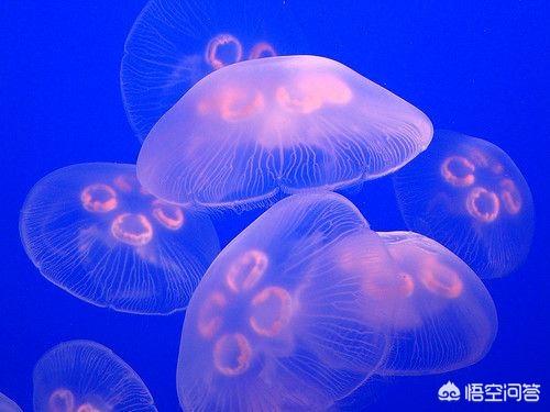 海月水母快死的征兆:有毒的水母是什么样子的？