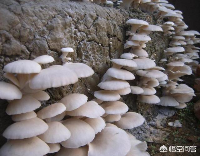 头条问答 - 冬季蘑菇如何进行培育管理?有什么好方法可以提高产量?