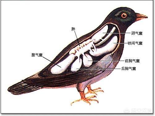 肺鱼图片:用肺呼吸的动物进化成进气、排气分离，会不会更好？