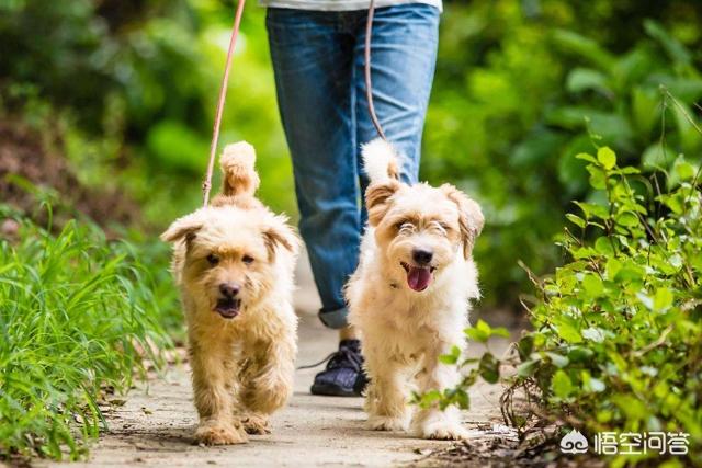 南都 狗接飞盘:狗狗如何正确的与犬主“玩”，我们做对了吗？