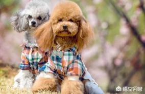 泰迪犬怎么养:泰迪犬怕不怕冷？怎么养？