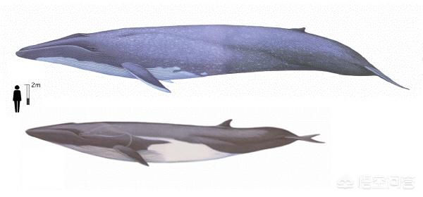 鲸鱼身上为什么会长藤壶，为什么虎鲸身上很少长藤壶呢