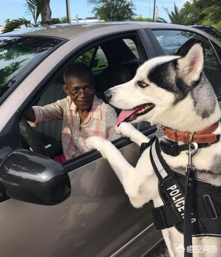 雪橇犬哈士奇能看家吗:你认为哈士奇适合当警犬吗？为什么？