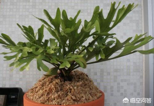 头条问答 - 鹿角榕怎么养?(7个回答)