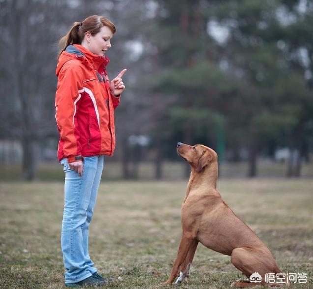 狗病:纯种狗狗一般都会有什么疾病？