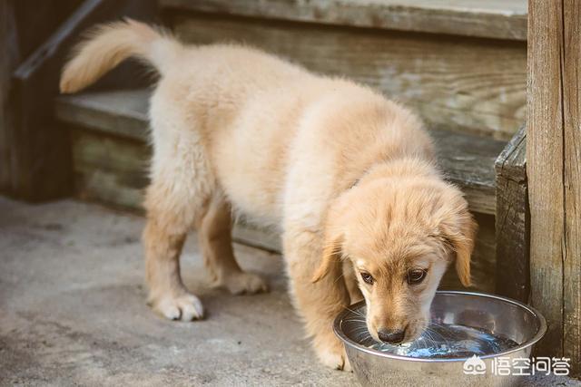 成都出售纯种赛级圣伯纳幼犬:哪里可以买到纯种的卡斯罗幼犬？