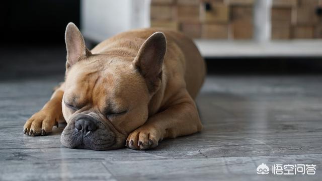 萨摩犬佝偻病症状:狗狗如果缺乏微量元素，会有哪些现象？