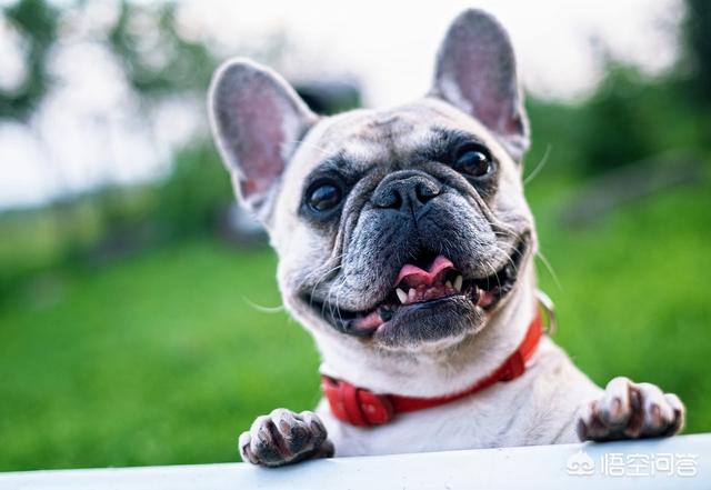 萨摩犬佝偻病症状:萨摩耶犬有什么易犯疾病？