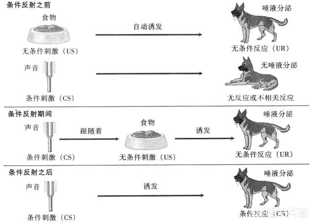 猫会说话:猫类能听懂人类语言吗，有没有科学解释？