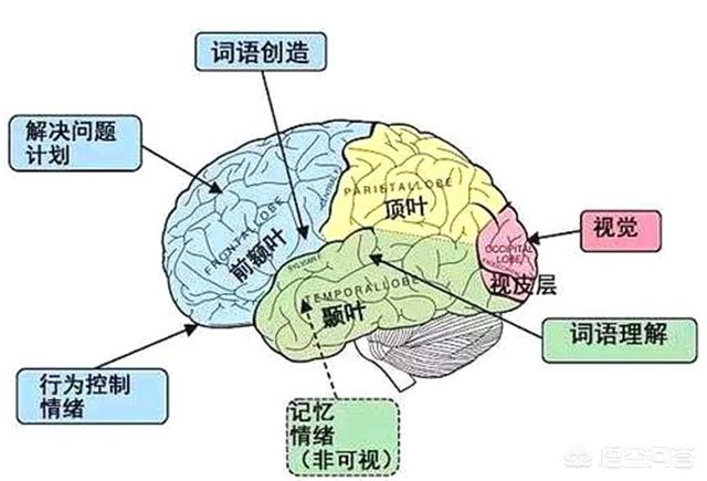 猫会说话:猫类能听懂人类语言吗，有没有科学解释？