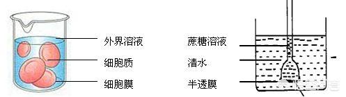 中国人为啥不吃深海鱼，鱼会口渴吗？为啥淡水鱼不能生活在海水中？