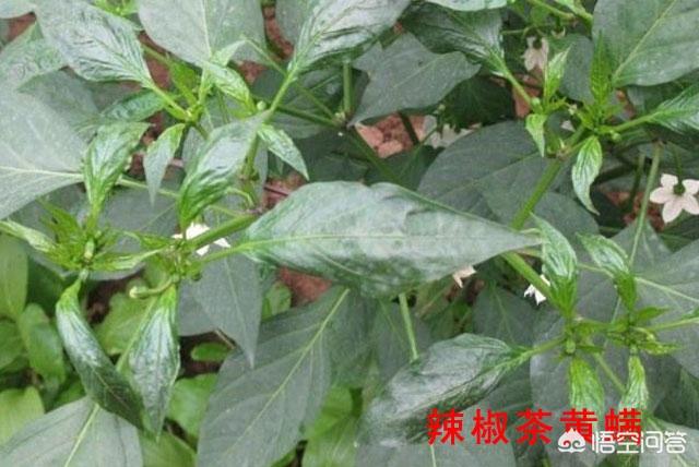 绿椒竹节虫吃什么:蛇瓜和蛇有关系吗？农村种植蛇瓜主要做什么，能吃吗？