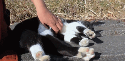 不爽猫图片大全:如何避免给猫做绝育后，猫会恨主人的问题？