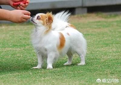 蝴蝶犬会看家吗:为什么说养狗不养蝴蝶犬？