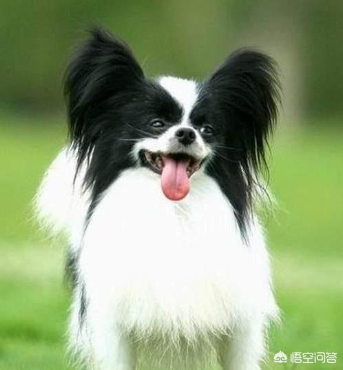 蝴蝶犬会看家吗:为什么说养狗不养蝴蝶犬？