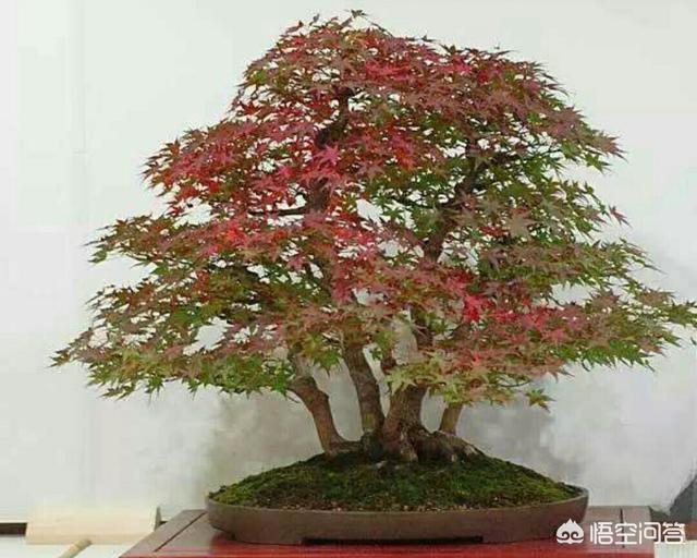 什么花在家里不能养 头条问答