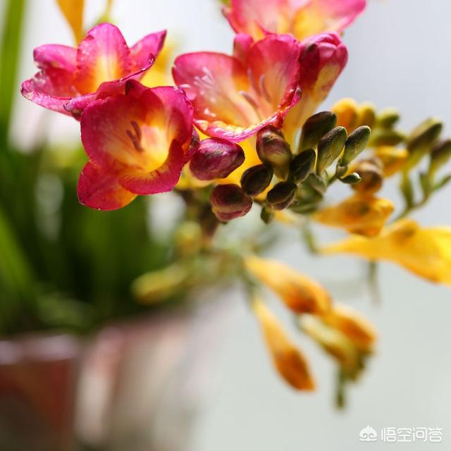 香雪兰花的种植方法:香雪兰买回家需要剥皮吗？