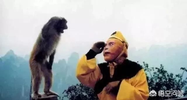 六小龄童的《猴缘》中的小猴子是“野生”还是“驯养”,他一直说是野生的？