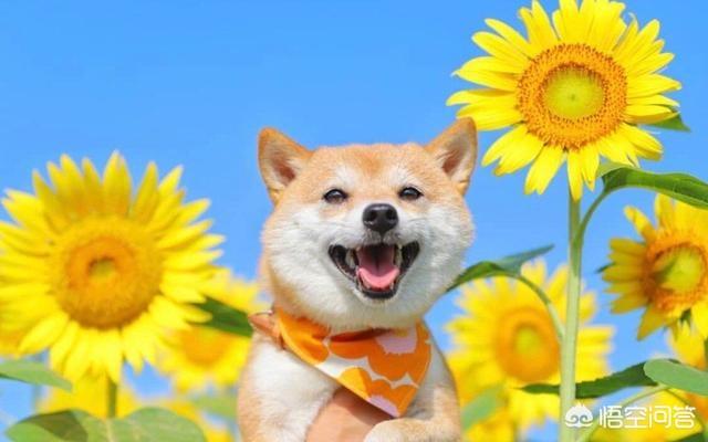 日本柴犬图片:相比其他犬种，为什么感觉养柴犬的人比较少？