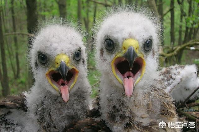 切尔诺贝利事件后,当地都产生了哪些变异的动物?