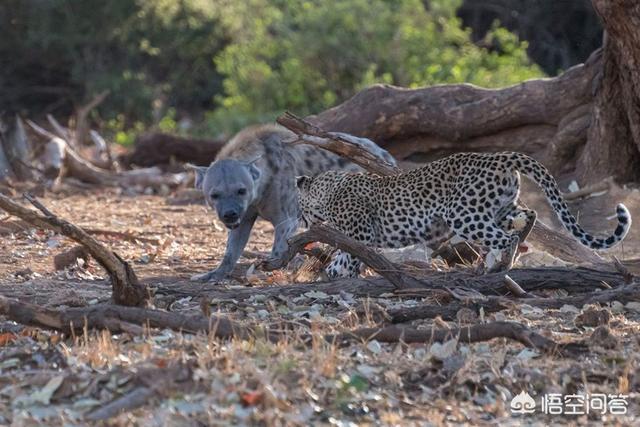野狗vs鬣狗真实记录:世界上哪种狗可以在非洲大草原上生存下来？有何依据？