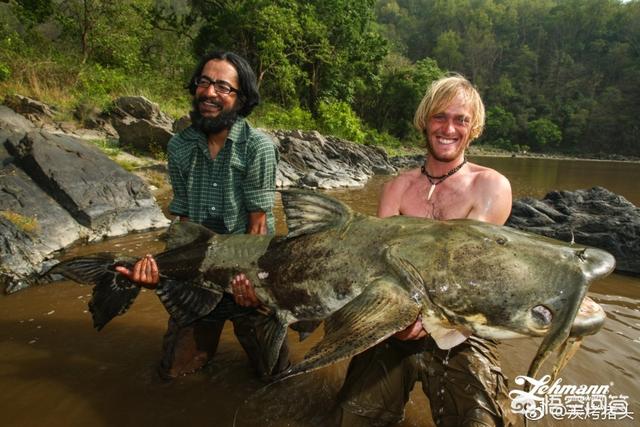 红尾鲶最大能长多大，如果鲶鱼一直养的话，能长到多少斤？