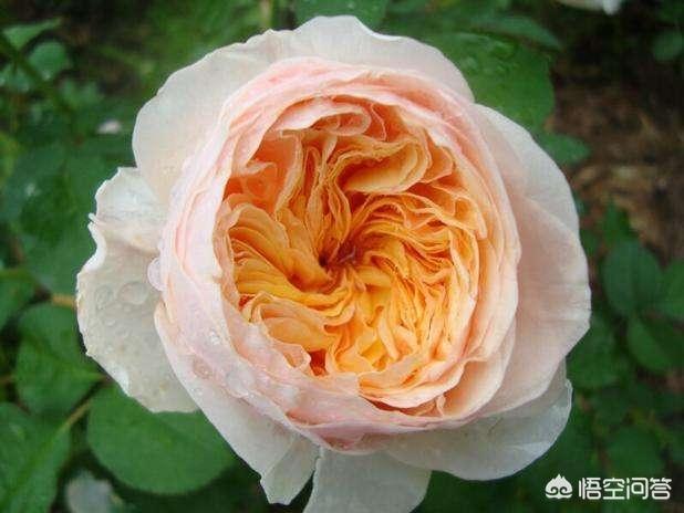 vents月季花品种介绍及图片:月季朱丽叶好种吗？有哪些技巧？