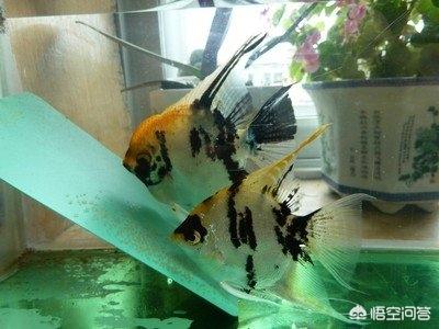 云石神仙鱼怀孕:燕鱼卵出小鱼了是否需要捞出大鱼？